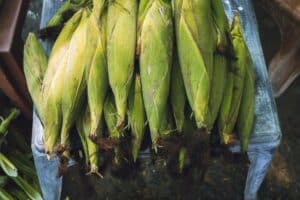 Is Corn Good For Weight Loss?