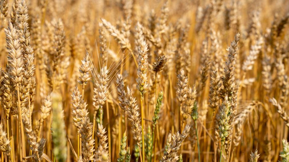 how to eat barley for
