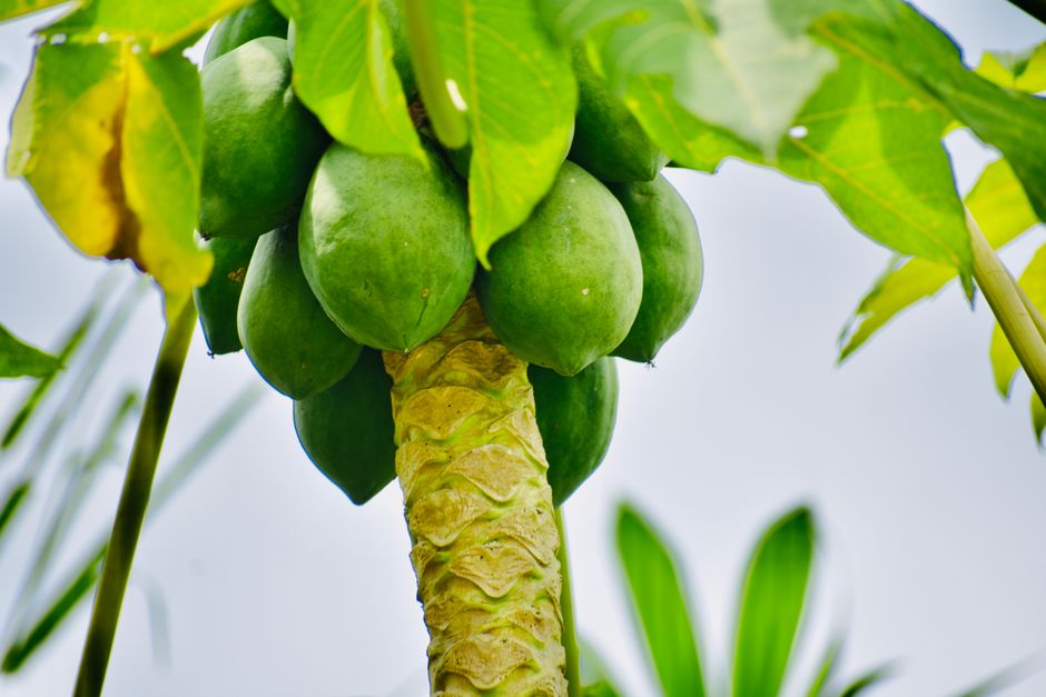 is papaya healthy for weight