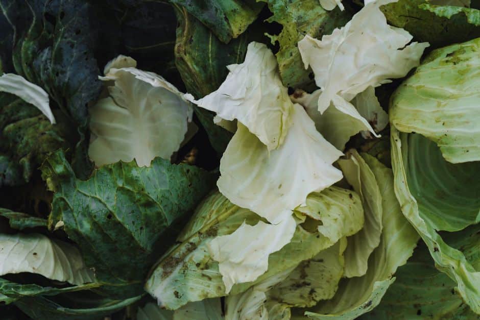 is raw cabbage good for