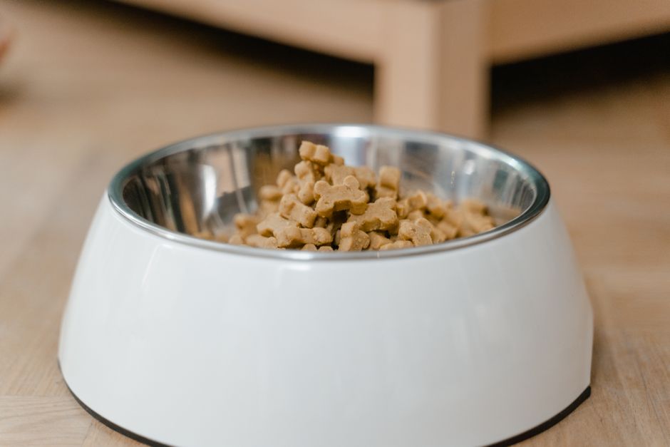 which dog food is best