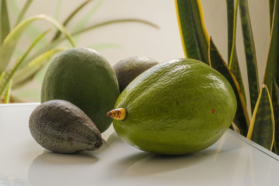 how many avocados per day
