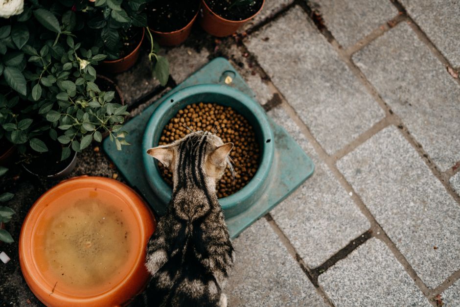 how much cat food for