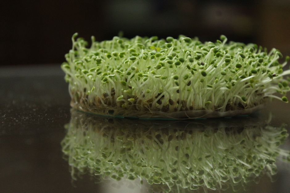 how to eat sprouts for