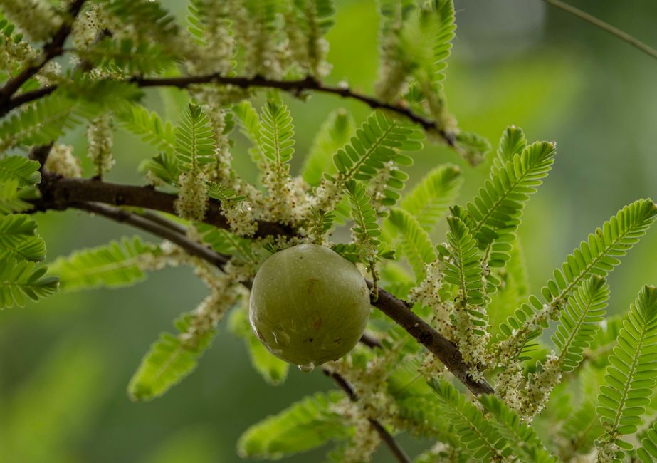 how to use amla powder