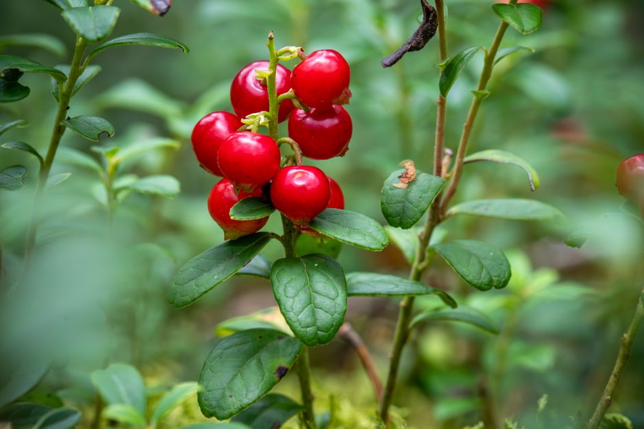 is berberine used for weight
