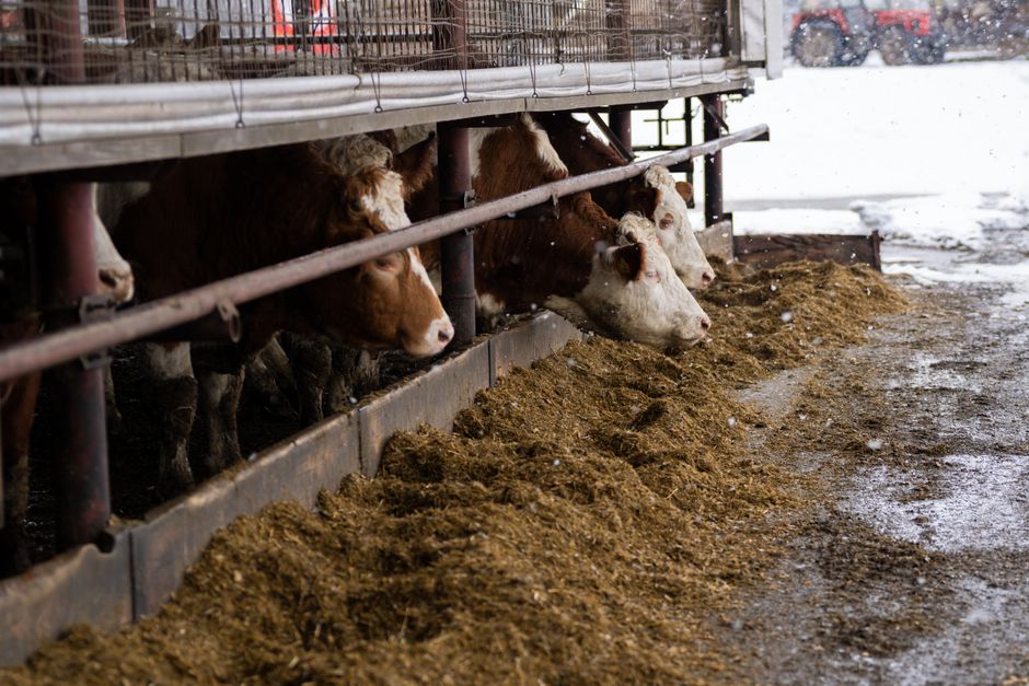 is cow meat good for