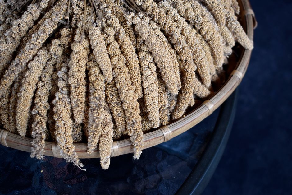 is foxtail millet good for