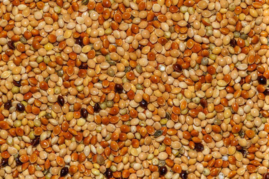 is millet good for weight