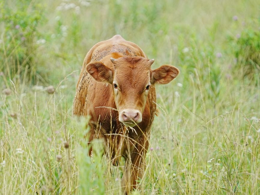 is miracle moo good for
