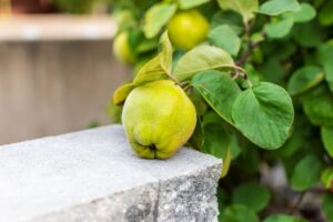 is quince good for weight