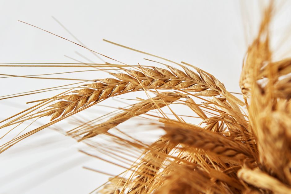 is wheat bad for weight