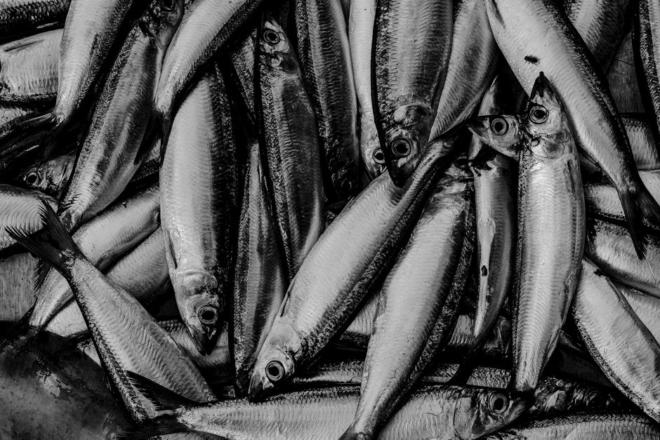 is whiting fish good for