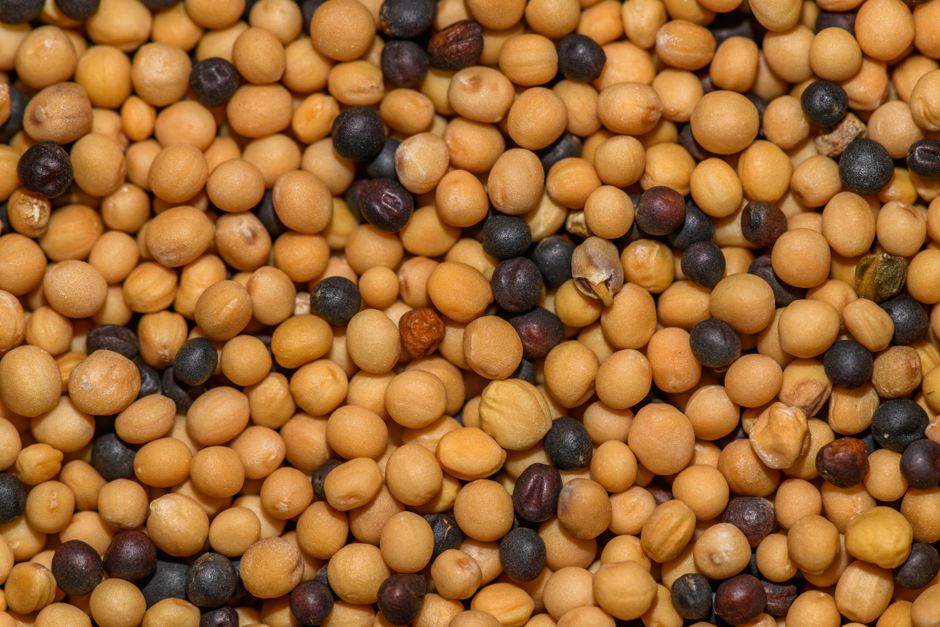 what is mustard good for