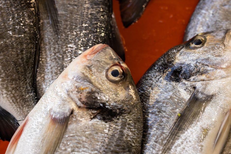 which fish is good for