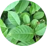 Corosolic Acid from Banaba Leaf